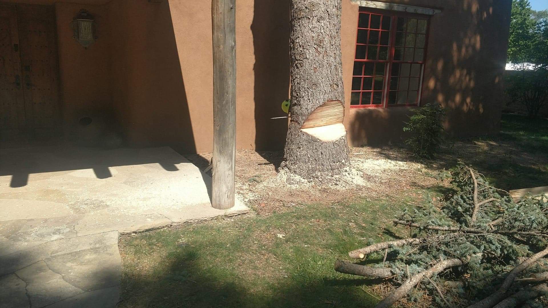 Tree With A Wedge Cut Out