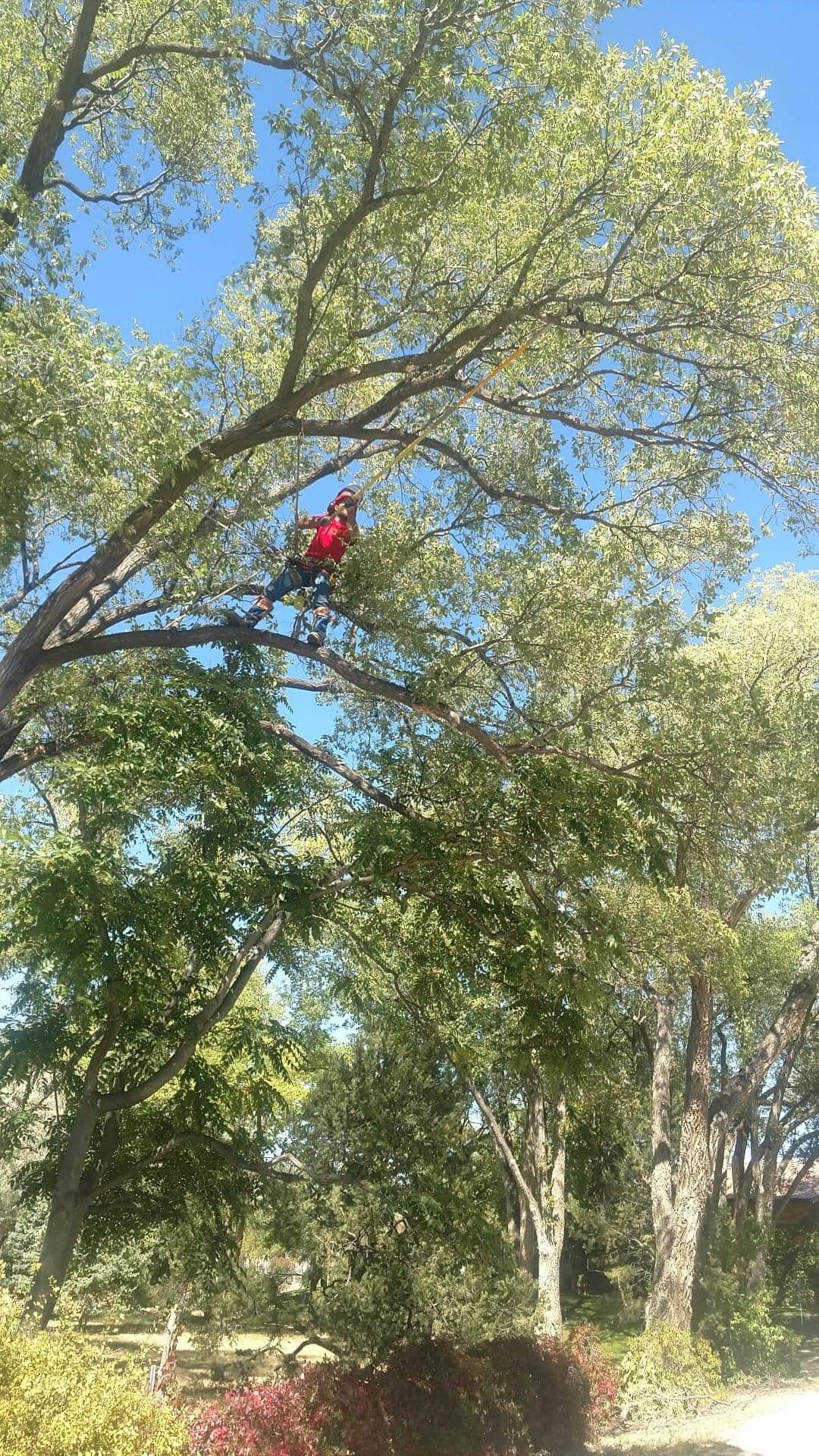 Man In Tree